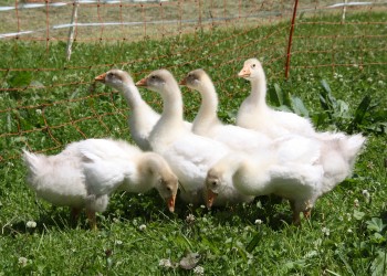 Gänse am Bauernhof des Lämmerhof im Salzburger Land