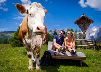 Kuh auf der Alm in St. Martin